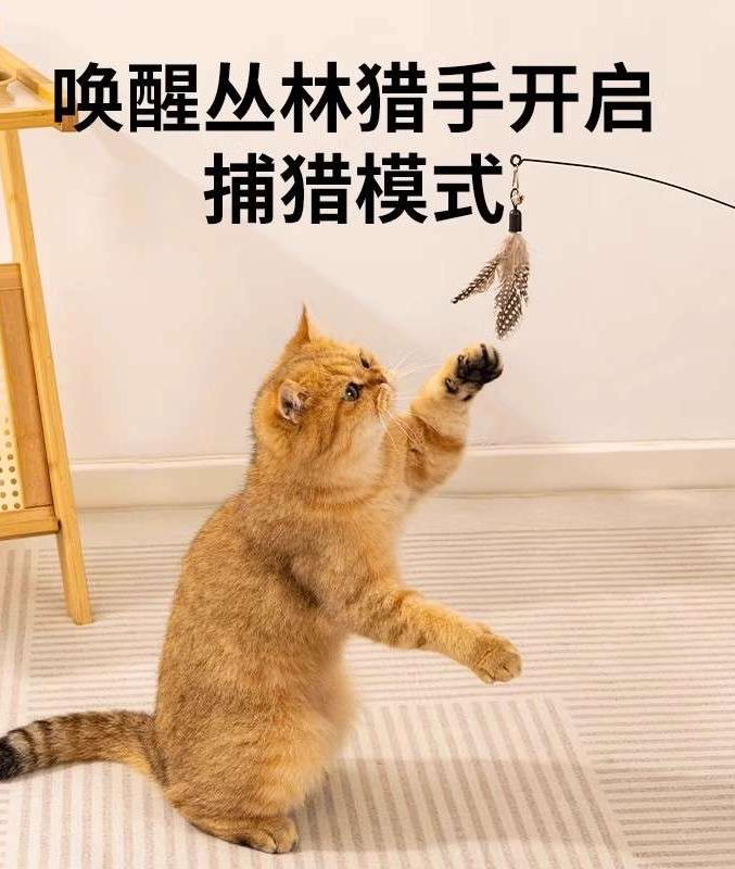 cat teasing stick