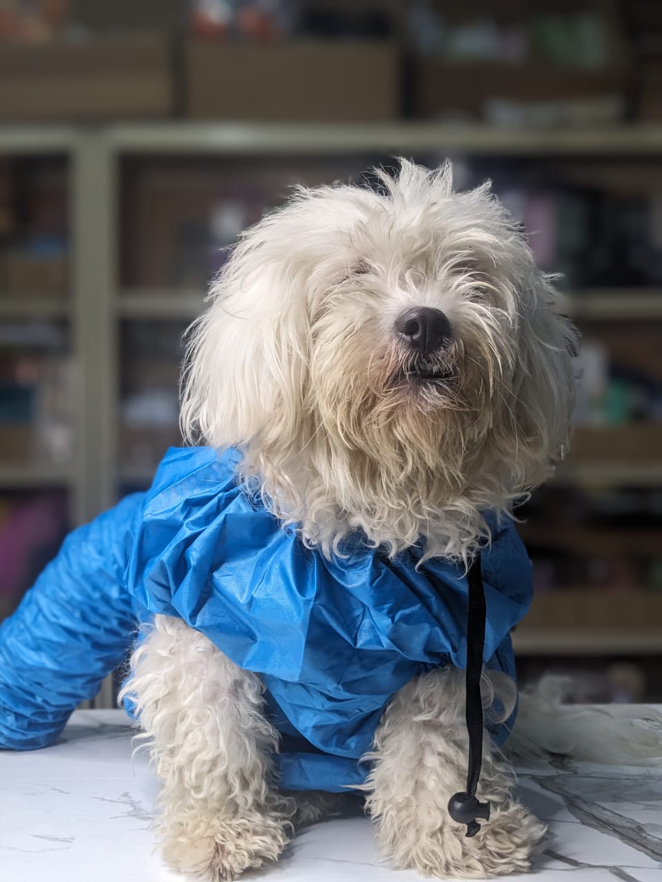 Pet Drying Bag Specifications: 2XL (30.00 kg-50.00 kg;)