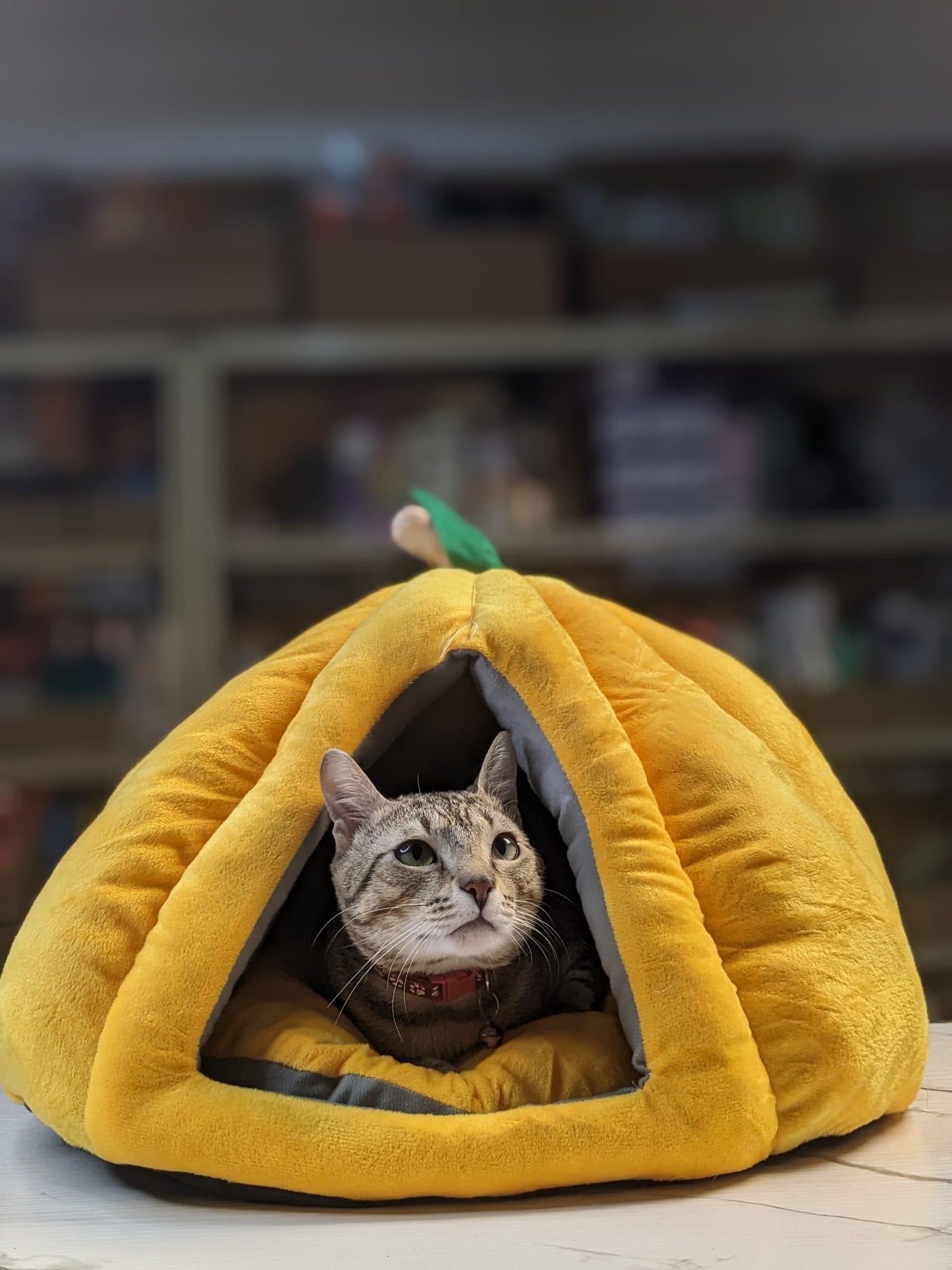 Yellow pet house pumpkin nest with pillow fit for up to 8kg pet